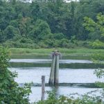 IMG_7342-1